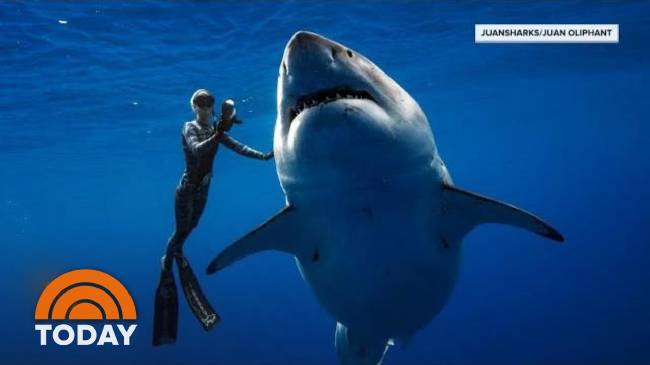 Hawaii Diver Swims With Record Breaking Largest Great White Shark ...