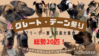 【圧巻】グレート・デーンだらけ！ブリーダーさん宅でオフ会！