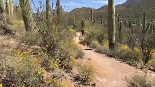 Hiking Among Brittlebush Spring Desert Flowers