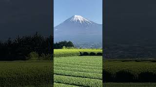 富士山と茶畑２。富士市岩本山周辺。