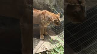 ＜沖縄こどもの国へGoTo🐘＞ライオン・獅子⑥オエ・・ゲロはいちゃった💛Lion Okinawa Zoo \u0026 Museum ChildrenCountry kodomonokuni(20200725)