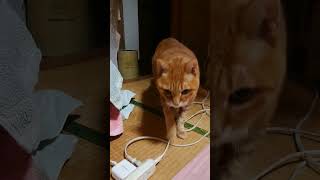 通りすがりの茶トラ猫さん #猫 #ネコ #ねこ #茶トラ #猫動画 #cat