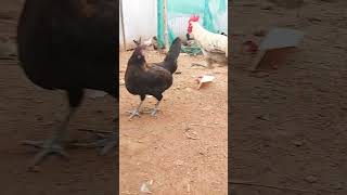 🐓🐐👍 ஓனரே நூறு ரூபாய் தீவனம் வாங்கி போடுங்க #funny_chicken #நாட்டுக்கோழி #87shorts