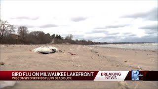 Bird flu confirmed in Milwaukee County lakefront duck