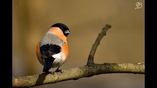 Hýľ lesný  _ 2 (Eurasian bullfinch)