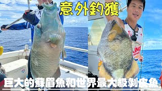 釣魚2023｜ 世界最大的剝皮魚！意外釣獲！脾氣暴躁曾經有襲擊人類記錄！還來了條最大的蘇眉魚！￼