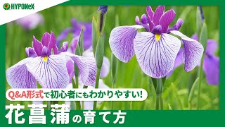 ☘291 ： 【Q\u0026A】花菖蒲（ハナショウブ）の育て方｜管理する場所や注意点は？水やりや肥料などの管理方法もご紹介