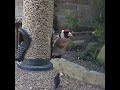 a beautiful goldfinch on the garden bird feeder bird birdvideos finches britishbirds