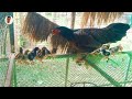 top hen laying eggs កំពូលមេមាន់ពូកែក្រាបពង សុវណ្ណវត្តីត្បូងឃ្មុំ