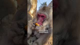 【高尾山さる園】夏みかんとネッシン【SNOW MONKEY】 #monkey #snowmonkey