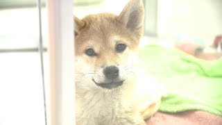 【解説】なぜ？新型コロナ禍で高騰する「子犬の販売価格」　その課題と懸念　岡山