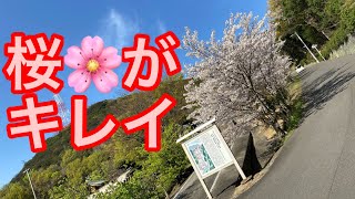 桜がキレイでした！香川県宇多津町の聖通寺に散歩がてら桜を見に来ました！よねさんぽVOL.3（少しだけ四国水族館のことも触れています）