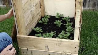 How to grow Potatos.  In potatos boxes for high yield