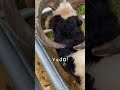 トムくんは絶対ここ♡【六甲山牧場】過去映像 cute sheep shorts 六甲山牧場 ひつじ