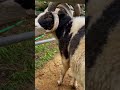 トムくんは絶対ここ♡【六甲山牧場】過去映像 cute sheep shorts 六甲山牧場 ひつじ