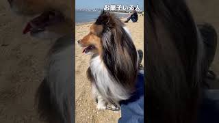 天気がいいので犬と海にやってきた　 #犬 #シェルティ #可愛い