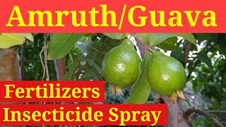 Guava Insect Control | Amruth Organic Fertilizers amrud ke kide khane se kya hota hai amrud ka spray