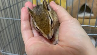 手乗りシマリス ロンくん　Hand-riding chipmunk Ron-kun