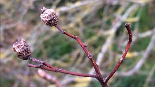 Fallen trees \\ Whitebeam (Sorbus aria) - old fruit close up - February 2018