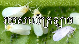 បទពិសោធន៍គ្រប់គ្រងសត្វល្អិតជញ្ជករុក្ខរសលើដំណាំត្រឡាច