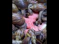 asmr snail eating fruit and vegetable アフリカマイマイasmrランドカタツムリジャイアントランドカタツムリを食べる