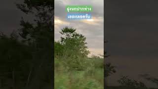 ขี่รถผ่าน เจอฝูงนกปากห่างเยอะมากเลยครับ🌳🪵🦤