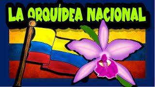 La orquídea nacional de Colombia 🌸🇨🇴