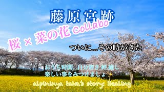 藤原宮跡 桜×菜の花Collabo alpininya taka’s story: Healing