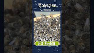 春暖花開~是蜜蜂最忙碌的時刻💓看養蜂人的職場甘苦👉看完整影片請上神腦基金會YouTube頻道 #shorts #bee爺爺