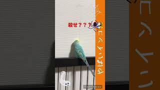 どこで覚えたのやら… #セキセイインコ #おしゃべり #ホラー