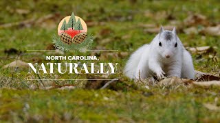 The White Squirrels of Brevard | North Carolina, Naturally