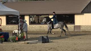 IALHA Region 1 Championship Andalusian Country Pleasure Amateur