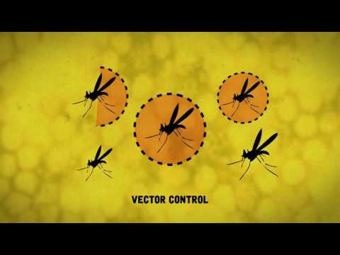 Yellow Fever: A closer look at the disease Yellow Fever: A closer look at the disease