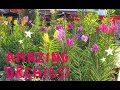 The Doctor visits an amazing Orchid garden in St. Ann, Jamaica