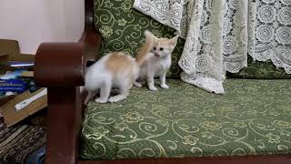 Cute kittens playing (Zawhte note infiam)