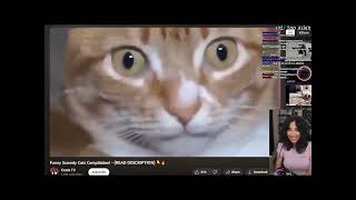 Susu and the Scaredy Cats