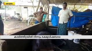 കാലിത്തീറ്റയിൽ നിന്നും ഭക്ഷ്യവിഷബാധ; 200 പശുകൾക്ക് രോഗ ബാധ സ്ഥിരീകരിച്ചു| M