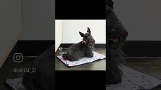 까만강아지의 1년 ⭐️                 #scottishterrier #dogstagram #강아지 #댕댕이 #복태 #스코티쉬테리어 #boktae #복태하루