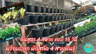 ดินหมักสูตร 4 สหาย ครบ 15 วัน พร้อมปลูกผักสลัด 4 สายพันธุ์ [ผักปลอดสารพิษบ้านน้องปลายฝน ]