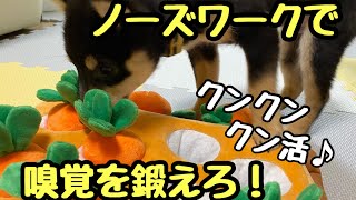 【豆柴】愛犬の嗅覚が凄い！人間の1億倍と言われる犬の嗅覚がどれぐらい凄いのか実験してみました！人参遊び　[Shiba Inu / Mameshiba/Puppy]