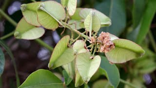 Plantas nativas muito ornamentais ~ folhagens da mata