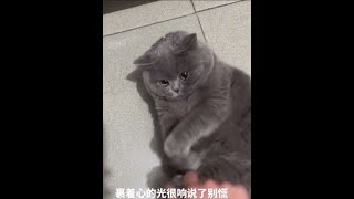 #没有一口猫粮是白吃的 #谁家小猫长得这么别致 #小猫咪三分迷茫七分呆滞 #这小猫谁养谁不迷糊啊 #萌到爆炸了💥