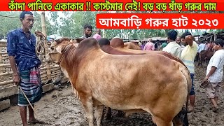 @আজ ১৩ জুন ২৩ | কাঁদা, পানিতে ক্রেতা নেই বড় বড় শাহিওয়াল ষাঁড় গরুর দাম | আমবাড়ি গরুর হাট | দিনাজপুর