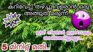 കറിവേപ്പ് തഴച്ചു വളരാൻ 5 മിനിറ്റിൽ ഒരു അത്ഭുത മരുന്ന്|magic fertilizer for curry leaves plant