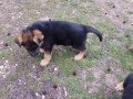 7 Week old GSD puppies going out for potty & food