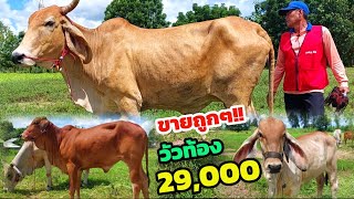 ขายถูกๆ!! วัวท้องเพียง 29,000 สีแดงโบ้ท พร้อมแม่ลูกตัวเมียราคาน่าซื้อทุกตัว ห้ามพลาด!!!