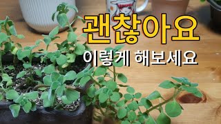 웃자란 장미허브,  어쩌죠? | vicks plant