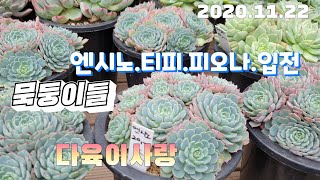 (인천다육이사랑3탄)묵둥이들  피오나.런요니.에그리원.입전.원콜(korean succulent plants)