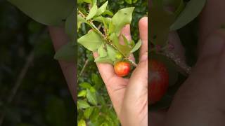 Cherry/applecherryകണ്ടാലോ #kerala #shortsfeed #fruitsintree #cherry