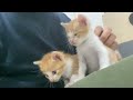 保護子猫5姉妹、幸せであれと名を授かる the rescued kittens named lucca and moca